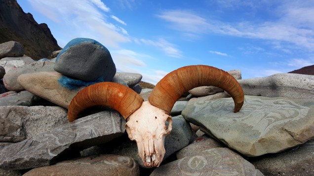 Mount Kailash Trek Yak Skull