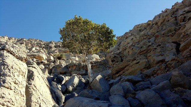 21-stairway-to-heaven-up-tree-large