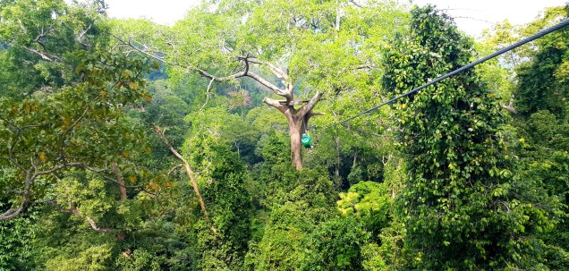 flight-of-gibbon-trees-large