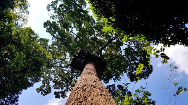 flight-of-gibbon-trees1-large