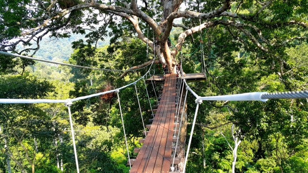 flight-of-gibbon-trees2-large