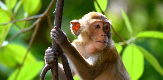 khao-kheow-open-safari-park-mokey-large