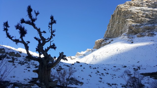 Chadar-Trek-Zanskar-Ghost-Tree