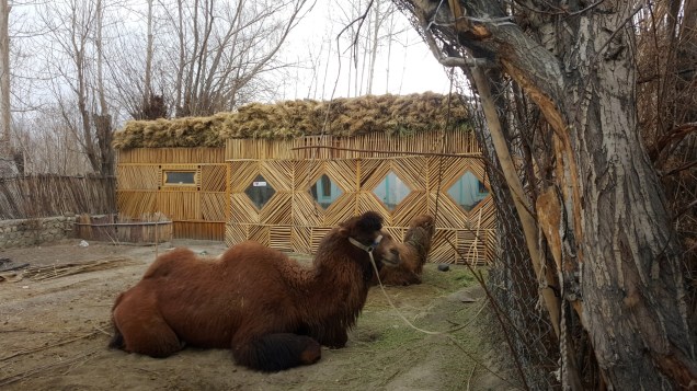 29-Leh-Ladakh-Nubra-Valley-Home-Stay-double-Hump-Camel