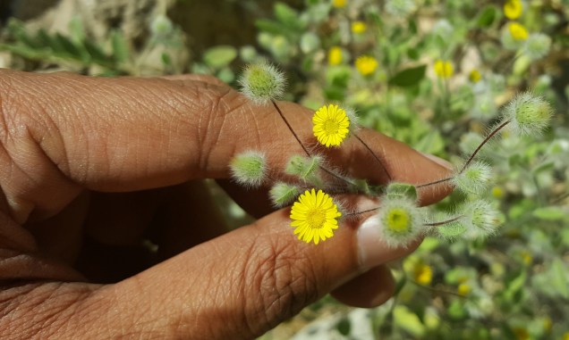 04-Wadi-Shah-Starting-Desert-Flower