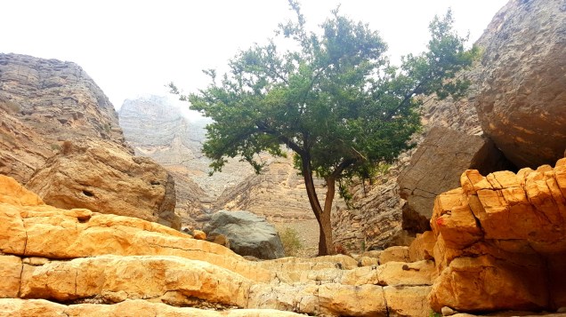 06-Wadi-Shah-Trail-Tree