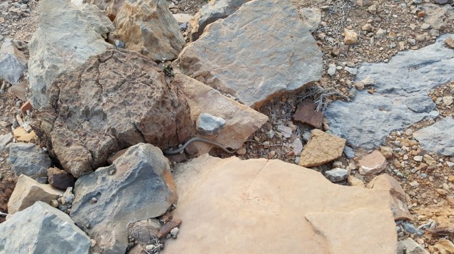 22-Wadi-Shah-Trail-Farm-Snake