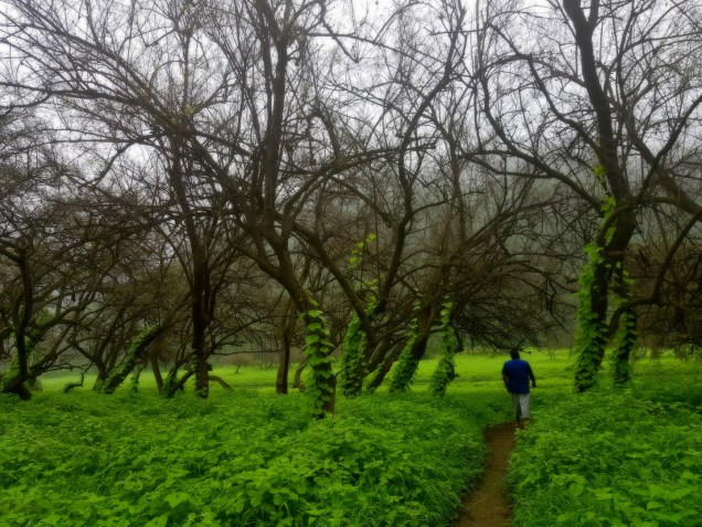 08-Salalah-Wadi-Darbat